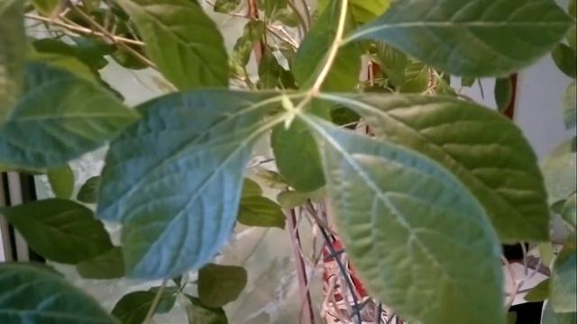 Клеродендрум Угандийский. Все секреты об уходе и как добиться пышного цветения Clerodendrum Ugandan смотреть онлайн