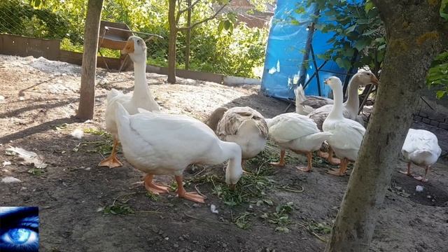 Гуси Холмогори/ Кличка для гусака/ Плани на осінь. смотреть онлайн