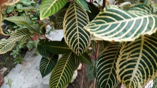 "SANCHEZIA" Beautiful foliage plant/सुंदर पत्ते का पौधा смотреть онлайн