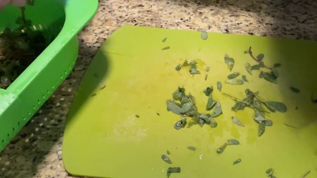 Не выпалываю этот сорняк, а делаю из него салат. Салат вкусный - всегда мало! Попробуйте! смотреть онлайн