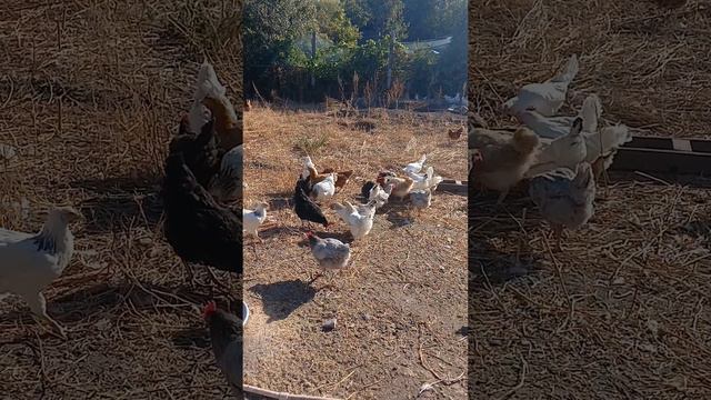 наши курочки-несушки, позже выложу всех жителей