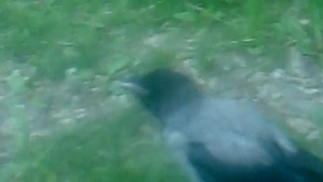бухая ворона смотреть онлайн