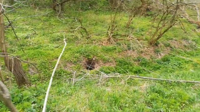 Чуть не укусила змея - Поехал за дровами а привез Калачи в Штанах)) - Наступил на змею смотреть онлайн