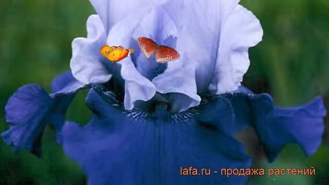 Ирис бородатый Бэст Бэт (iris germanica best bet) ? обзор: как сажать, саженцы ириса Бэст Бэт смотреть онлайн