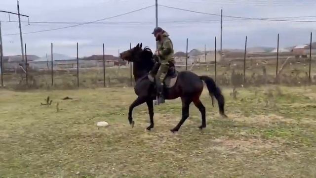 Кабардинский жеребец Мансур . смотреть онлайн