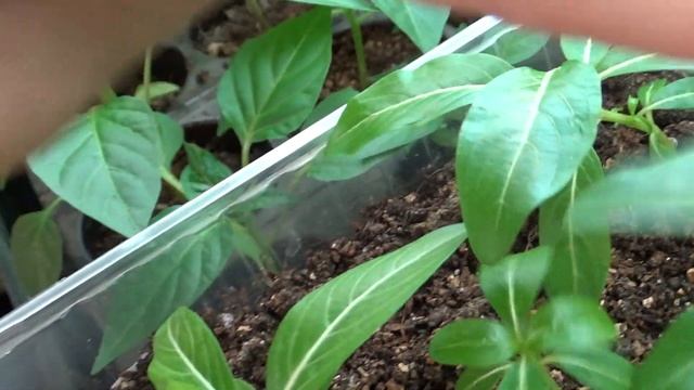 Катарантус, рудбекия, уход. смотреть онлайн