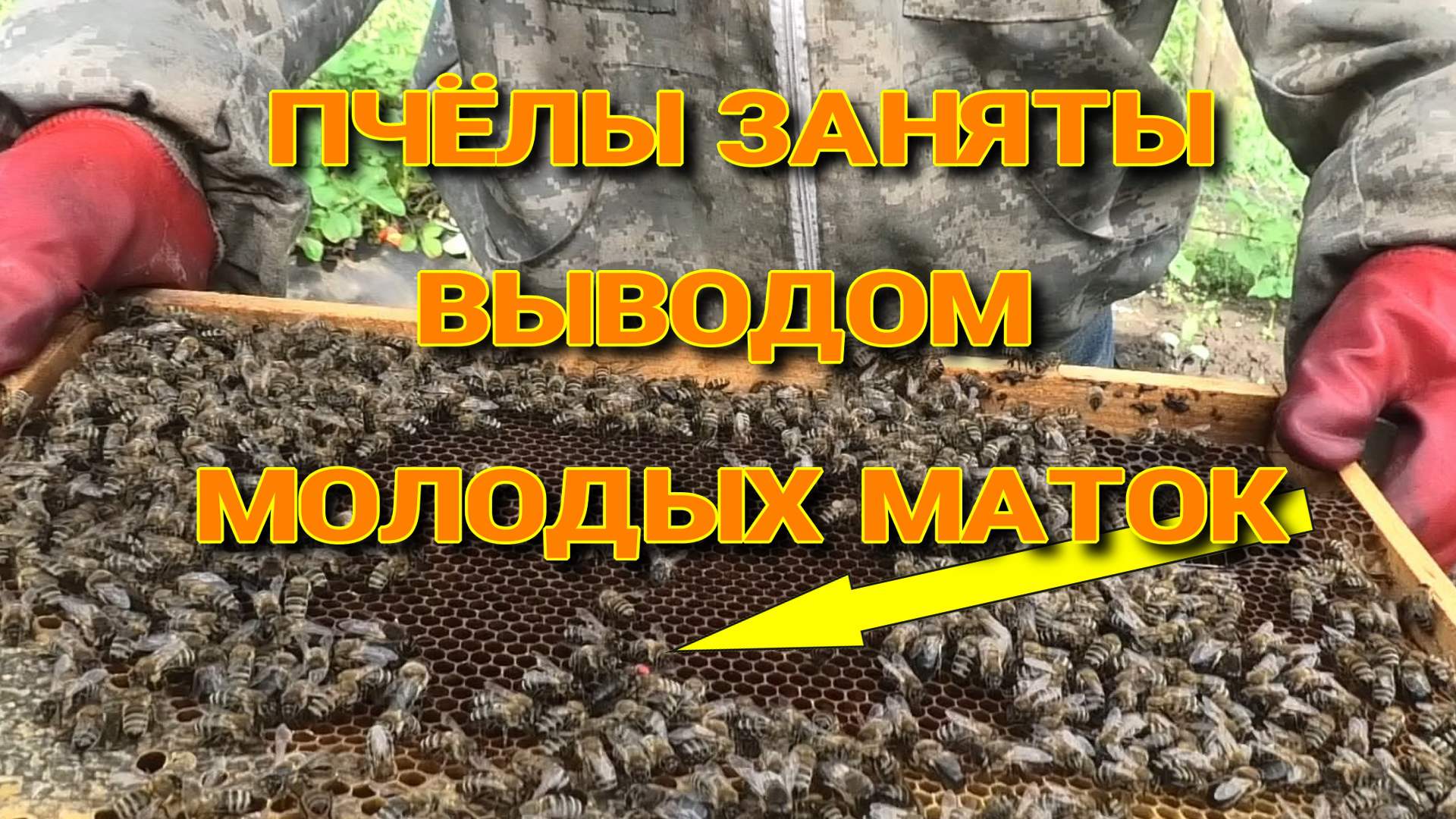 РАСШИРИТЬ ПАСЕКУ ЛЕГКО. смотреть онлайн