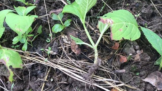 Размножение крупнолистной гортензии летом / результат и мои выводы смотреть онлайн