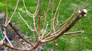 ВЕСЕННЯЯ ПОДКОРМКА ГОРТЕНЗИИ. ПРОВЕДИТЕ ЕЁ ПРАВИЛЬНО