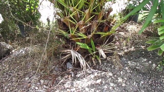 Four Reasons Not to Grow a Canary Island Date Palm! смотреть онлайн