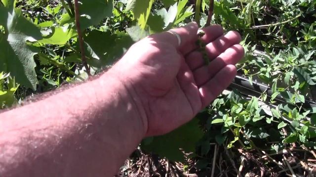 молодой куст винограда изумление посадки осень 16г смотреть онлайн