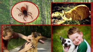 Осторожно_клещи.mp4