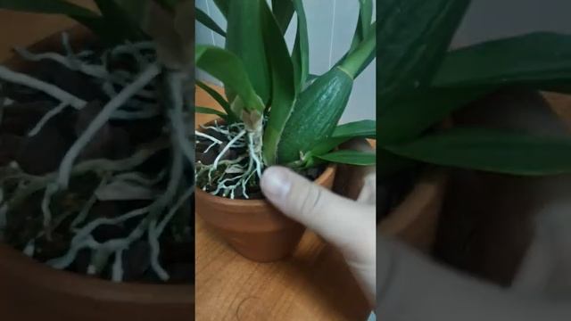 Oncidium Sweet Sugar смотреть онлайн