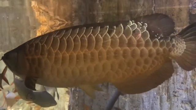 Alihan Samedov / Balık dünyası / Рыбный Мир смотреть онлайн