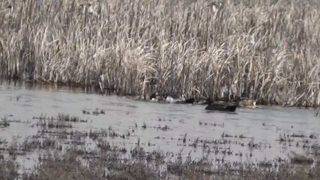 СЕЛЕЗНИ СЕРЫХ УТОК ВЕДУТ БОИ В БРАЧНЫЙ ПЕРИОД смотреть онлайн