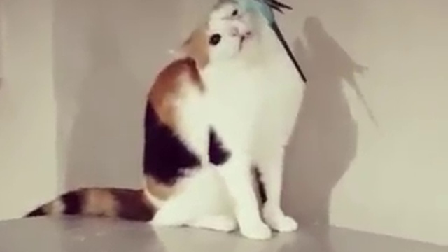 бесстрашный попугай смотреть онлайн