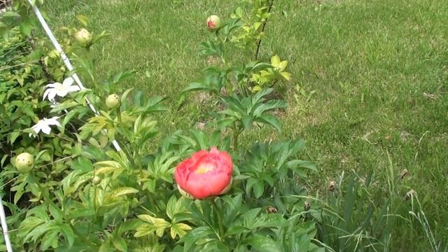 Подкормка пионов и борьба с муравьями. смотреть онлайн