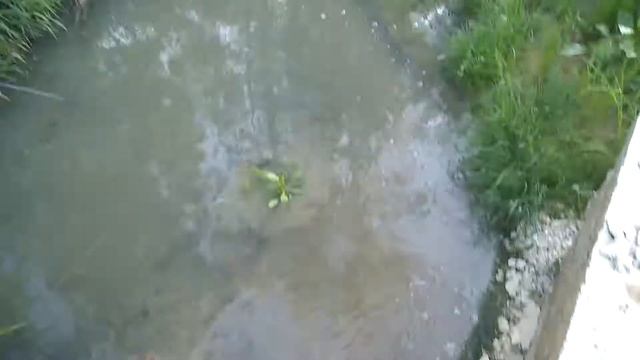 Сброс сточных вод в лесополосу май 2018 смотреть онлайн