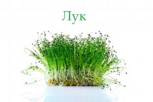 Микрозелень Лука