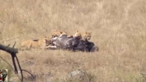 Тигр против Тигра!! Бой насмерть / Lions Attack Big Buffalo HD