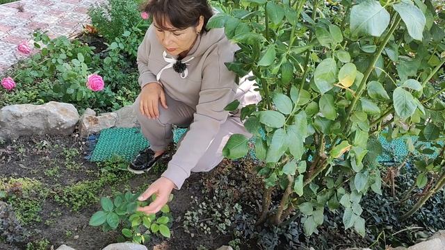 Сравнительный анализ размножения роз. Черенкование или укоренение? смотреть онлайн