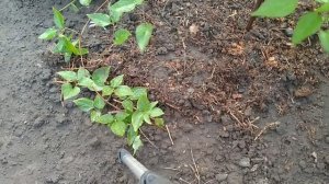 РАЗМНОЖЕНИЕ КЛЕМАТИСА ) ОЧЕНЬ ПРОСТО И ЛЕГКО! ???