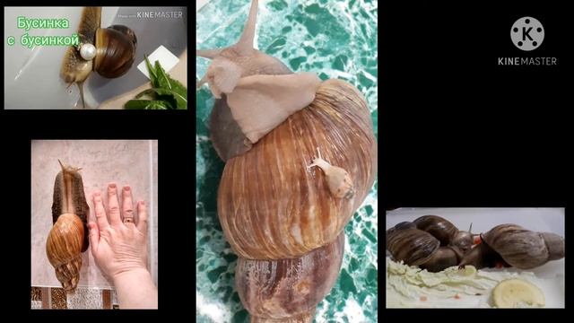 Гигантская Улитка Ахатинка с улитятами. Из семи бусинок одна тусуется на Тимошке ?? смотреть онлайн