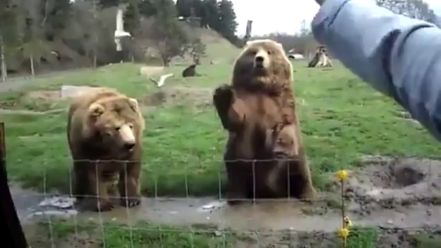 Превед, медвед! смотреть онлайн