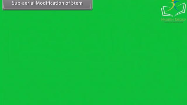 Class 11 BIOLOGY || Chapter Morphology Of Flowering Plants Stem || CBSE смотреть онлайн
