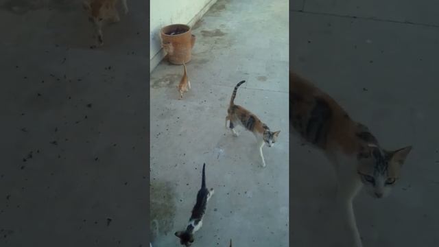 Hungry Sheltered Kittens