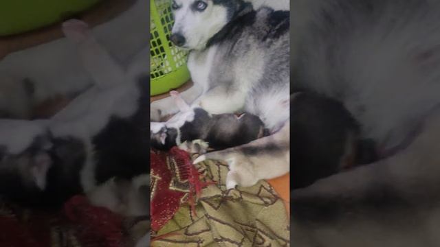 хаски щенки.10 дней смотреть онлайн