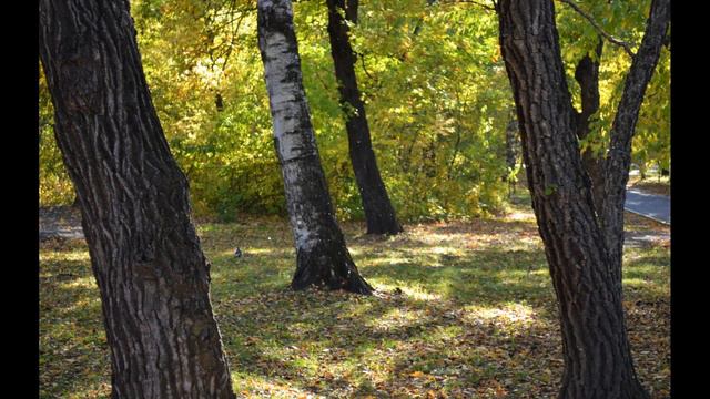 60. погадай на осенней траве (Сл.Галии Поповой, муз.В.Узланер) смотреть онлайн
