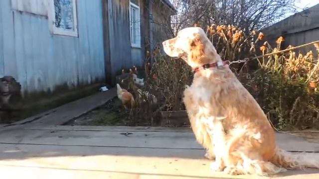 Подойдите ближе бандерлоги смотреть онлайн