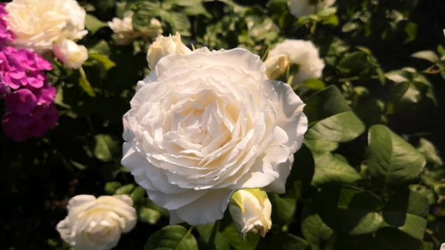 Цветение моих роз в июле 2024.