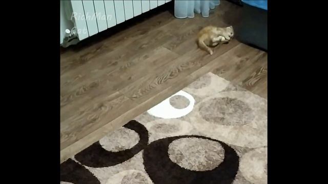 ВИСЛОУХИЙ Котенок РИЧЧИ играет с МОРОЖЕНЫМ!!! смотреть онлайн