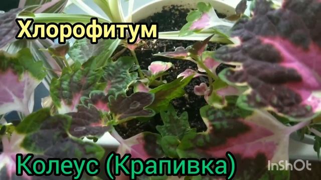какие растения можно выращивать дома в одном горшке. Совместимость растений смотреть онлайн