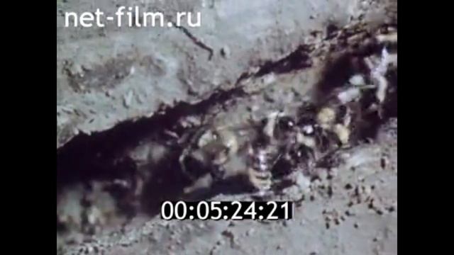 1987г. Лобня, ВНИИ кормов, Московская обл. город Рыбное, НИИ пчеловодства, Рязанская обл. смотреть онлайн