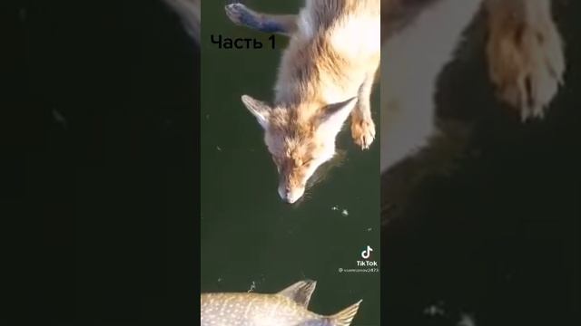 Лиса умирает смотреть онлайн