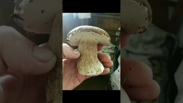 грибочек смотреть онлайн