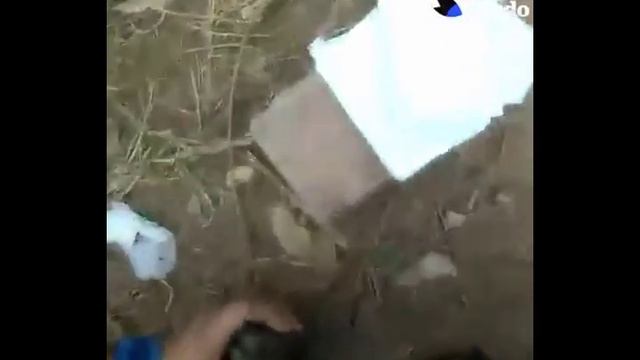 Спасение утонувшего щенка смотреть онлайн