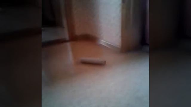 Кот и трубка смотреть онлайн