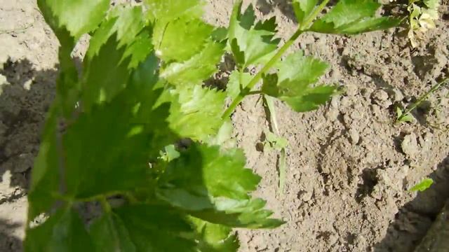 КАК ПОЛУЧИТЬ СВОИ СЕМЕНА СЕЛЬДЕРЕЯ И КАПУСТЫ ЭКСПЕРИМЕНТИРУЕМ смотреть онлайн