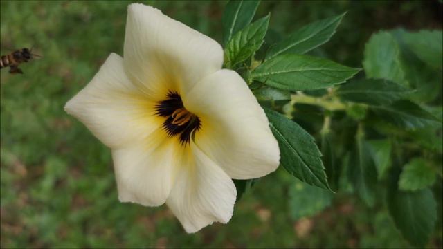 A Bee Visits The White Alder |  Turnera Subulata | Nov 18, 2018