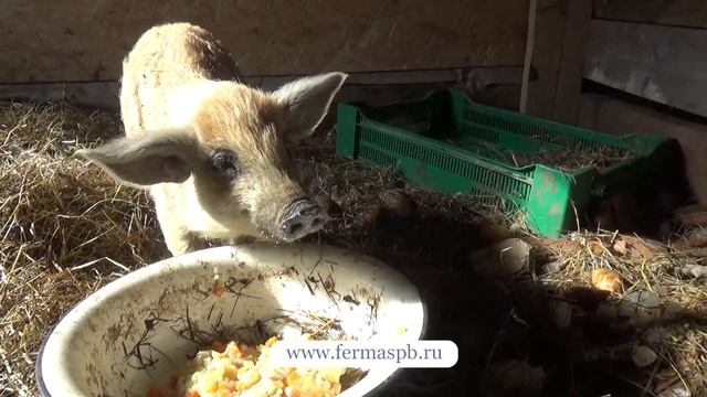 Поросенок венгерской мангалицы смотреть онлайн