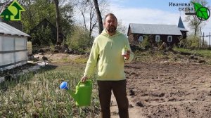 СУПЕР СРЕДСТВО ОТ ЛУКОВОЙ (И МОРКОВНОЙ) МУХИ, БОЛЕЗНЕЙ И МНОГИХ ВРЕДИТЕЛЕЙ. 20 МИНУТ - И ГОТОВО!