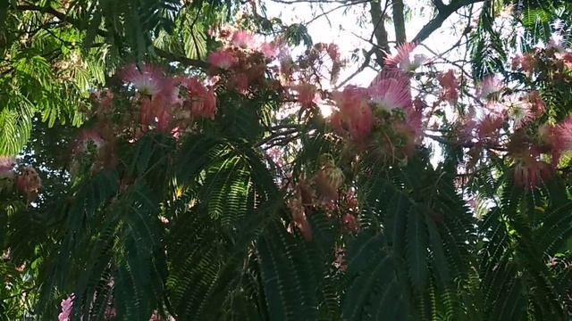 Лето быстро прошло... смотреть онлайн