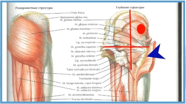 Чудо точка избавит от боли в пояснице