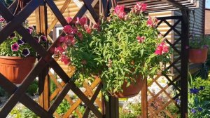 Антирринум/Львиный зев/ Цветение/Ампельный, кустовой/Серия Кэнди и Твини от PanAmericanSeed/ Sakata