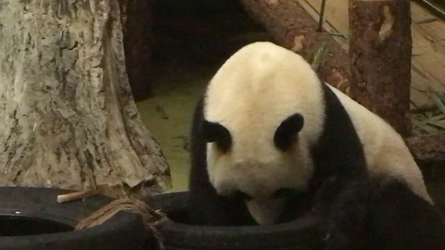 ЖУИ five o’clock #Panda #панда #Зоопарк #Москва #zoo #Moscow смотреть онлайн