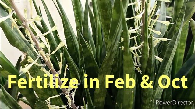 When will my Snake Plants flower ??? Let's help them смотреть онлайн